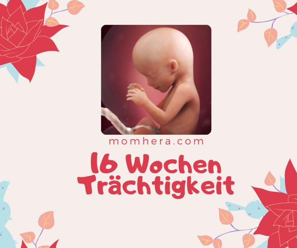 16. Schwangerschaftswoche
