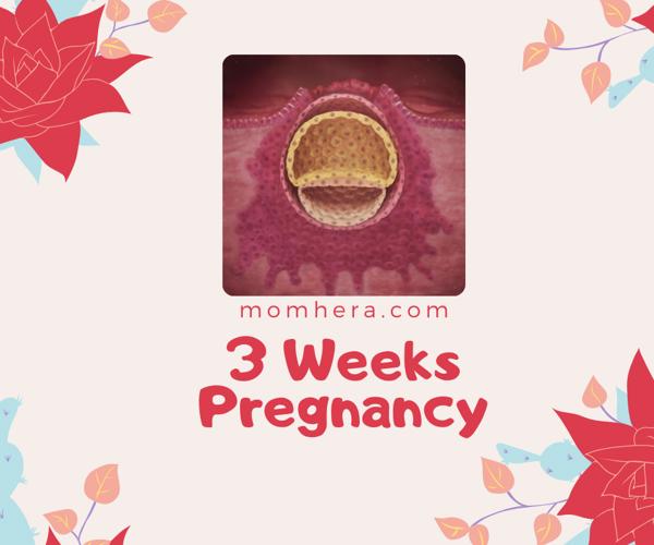 3 Weeks Pregnant