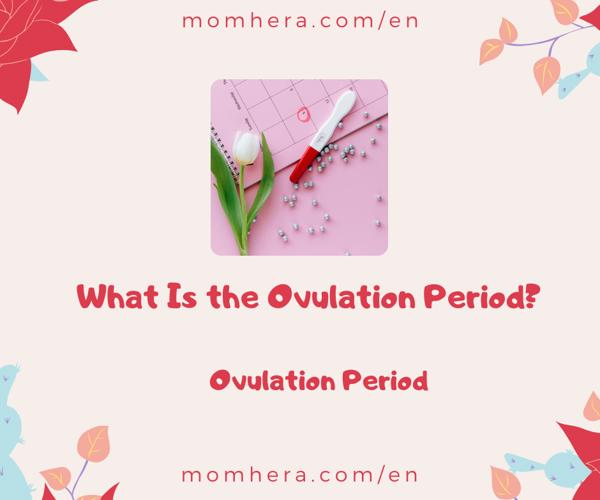 What Is the Ovulation Period? Why Is It Important for Pregnancy?