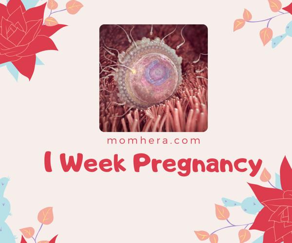 1 Week Pregnant