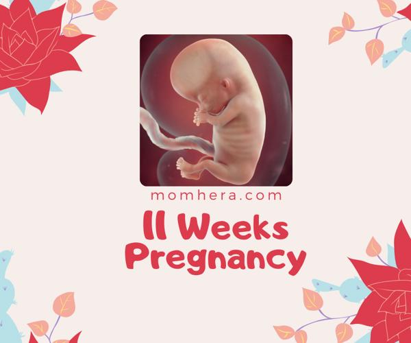 11 Weeks Pregnant