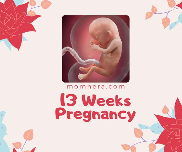 13 Weeks Pregnant