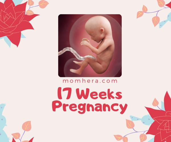 17 Weeks Pregnant