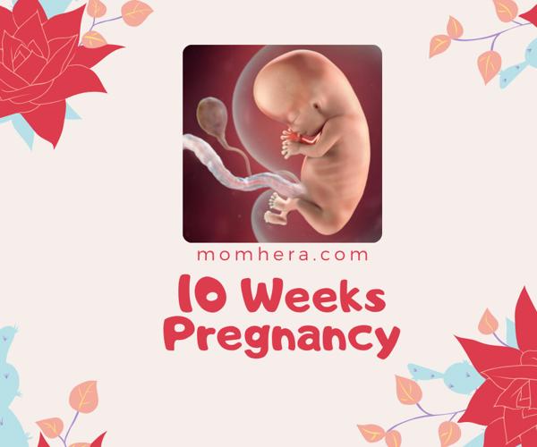 10 Weeks Pregnant