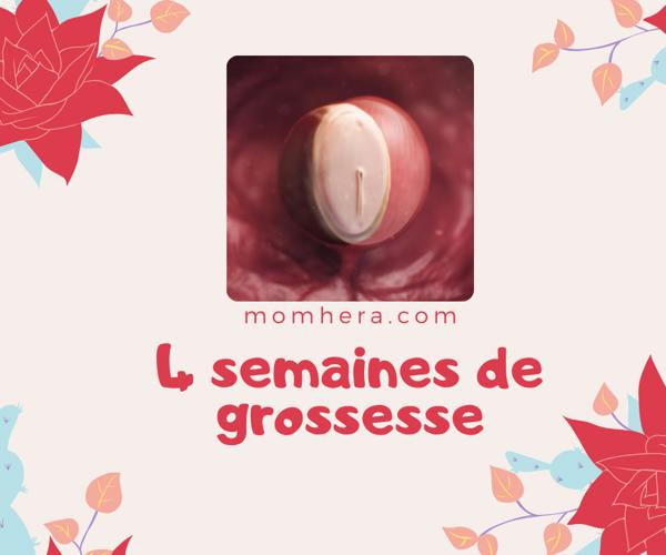 4 Semaines de Grossesse