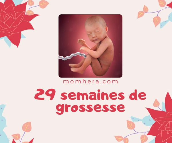 29 Semaines de Grossesse