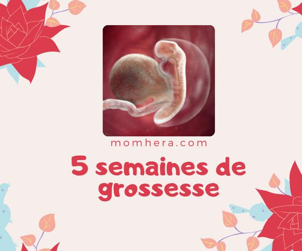 5 Semaines de Grossesse