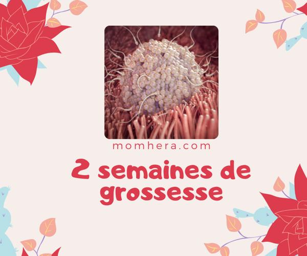 2 Semaines de Grossesse