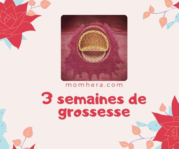 3 Semaines de Grossesse