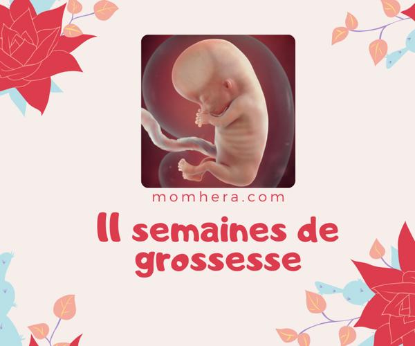 11e Semaine de Grossesse