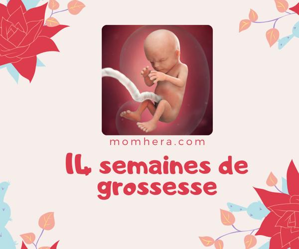 Grossesse de 14 Semaines