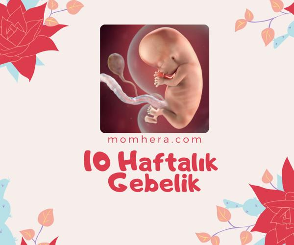 10 Haftalık Gebelik