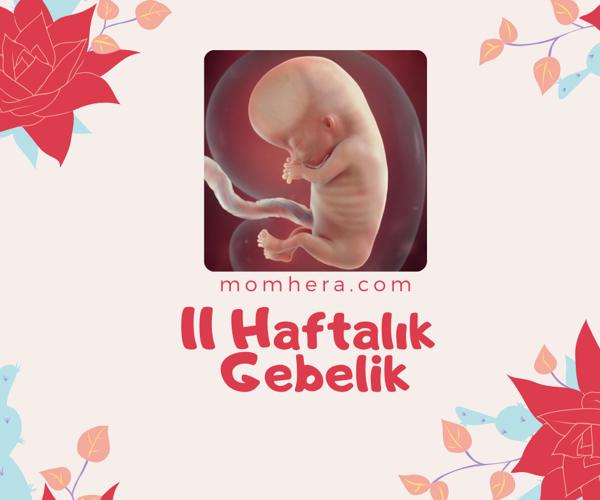 11 Haftalık Gebelik