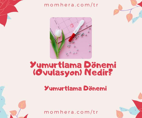 Yumurtlama Dönemi (Ovulasyon) Nedir? Hamilelik İçin Neden Önemlidir?