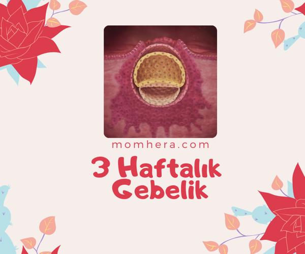 3 Haftalık Gebelik