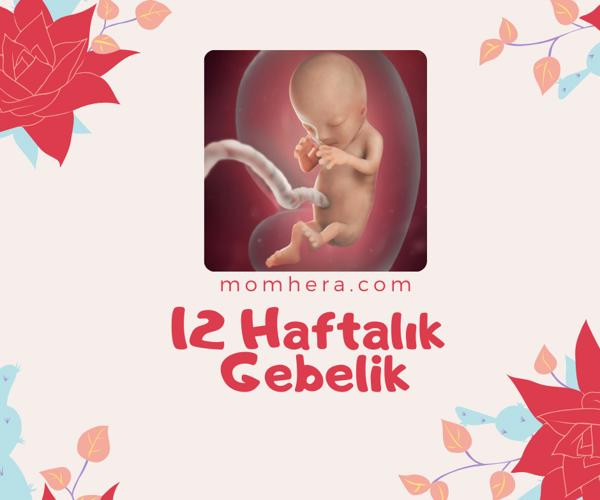 12 Haftalık Gebelik