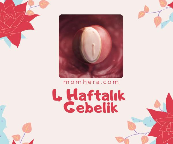 4 Haftalık Gebelik