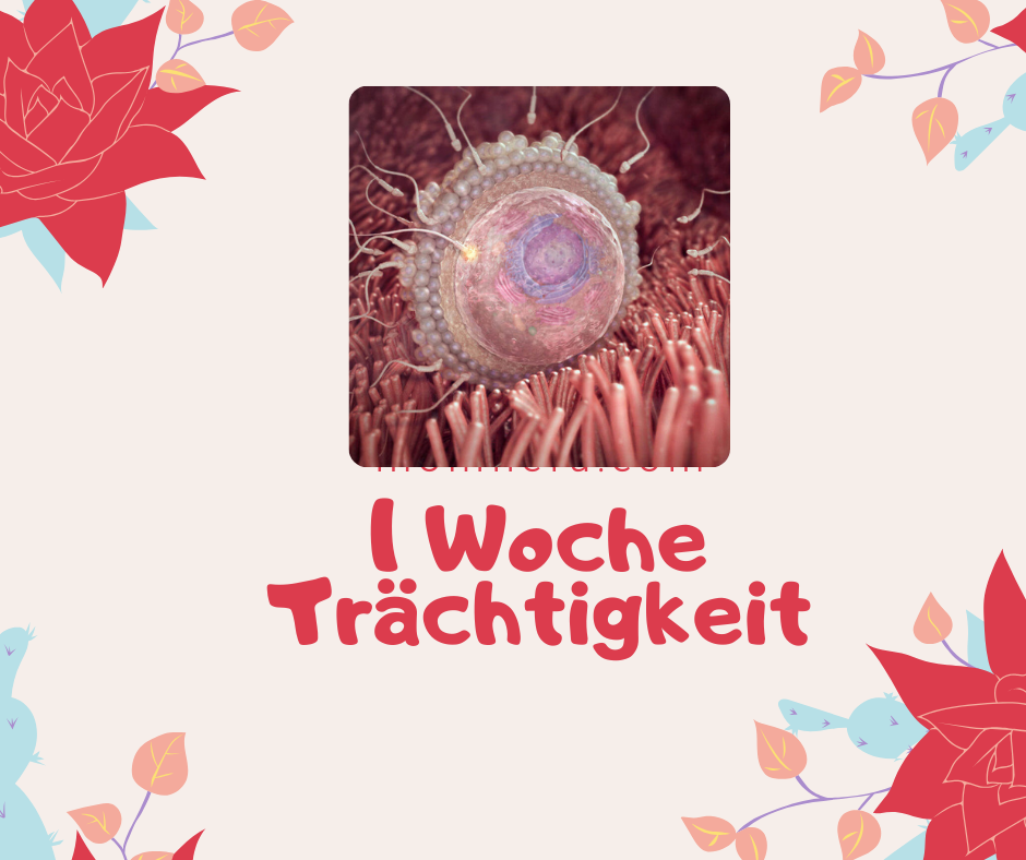 1 Woche Trächtigkeit