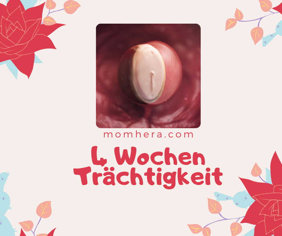 4 Wochen Trächtigkeit