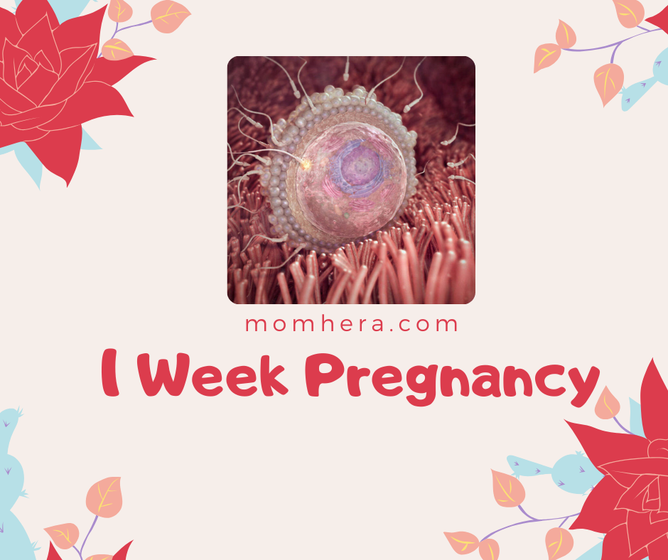 1 Week Pregnancy