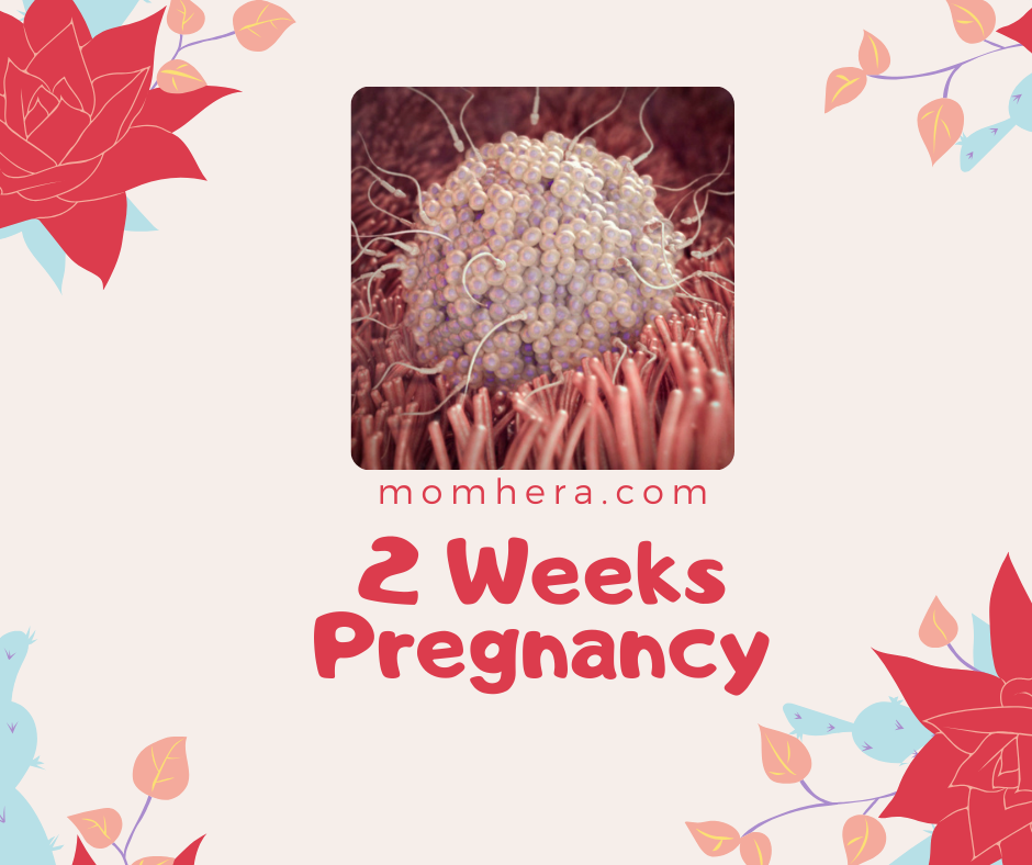 2 Weeks Pregnancy