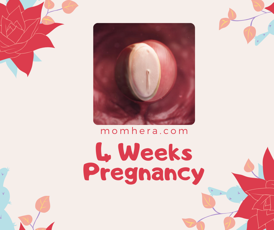 4 Weeks Pregnancy