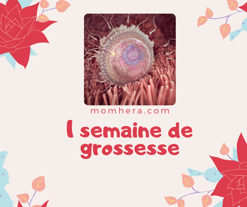 1 semaine de grossesse