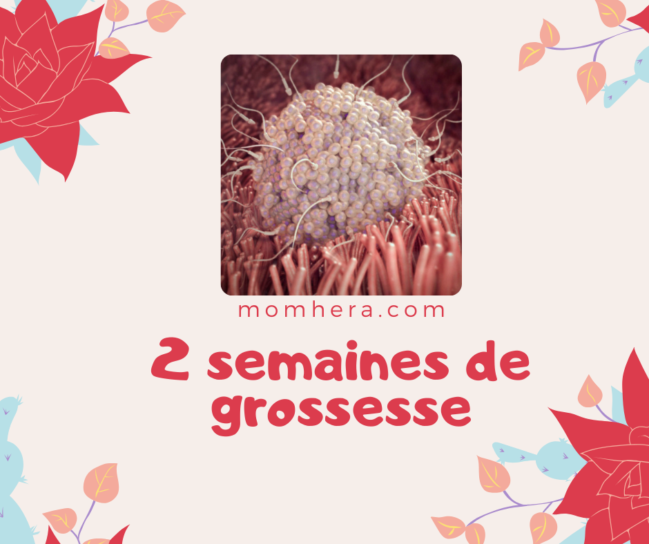 2 semaines de grossesse