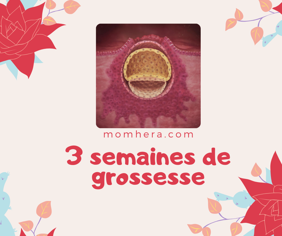 3 semaines de grossesse