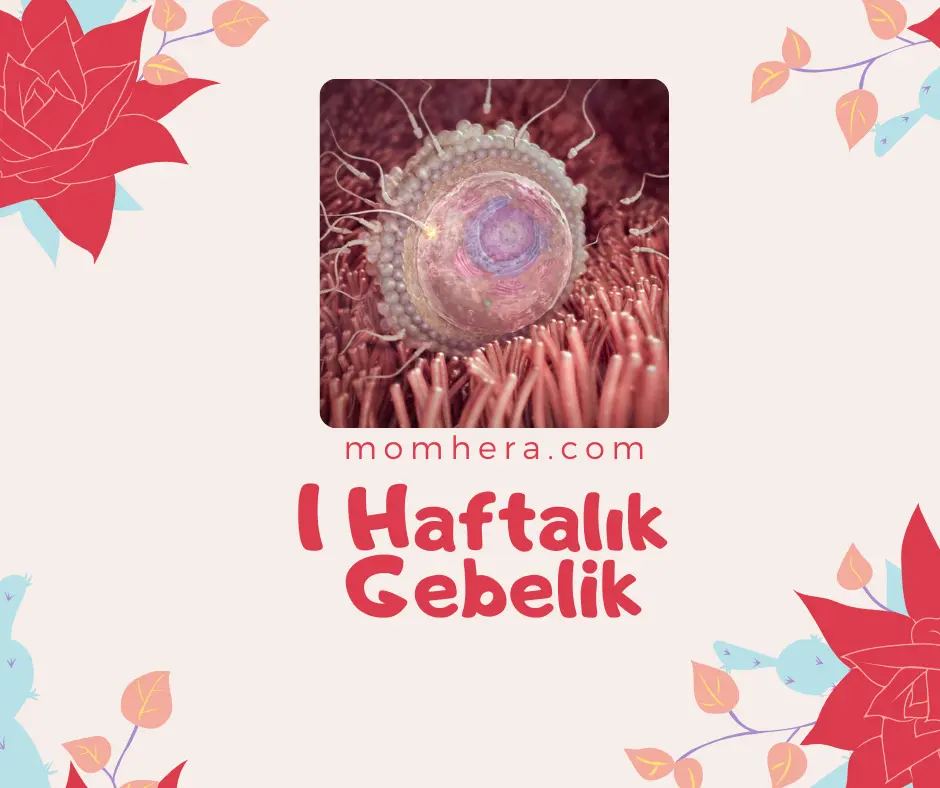 1 Haftalık Gebelik