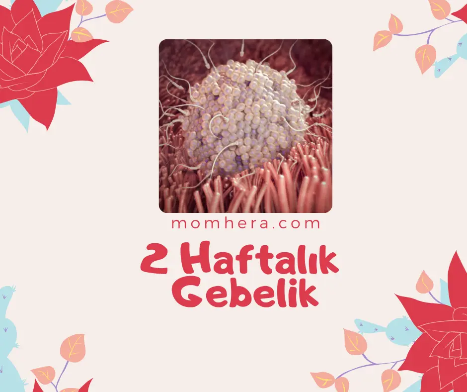 2 Haftalık Gebelik